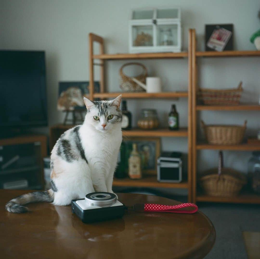 Natsukiのインスタグラム：「あれ？1年経ってやっと現像に出したフィルムの写真だから、1年前くらいの写真だよね？  しらす、フォルムが違いすぎない？💦💦 #cat  #scottishfold  #猫のいる暮らし  #film  #Rolleicord」