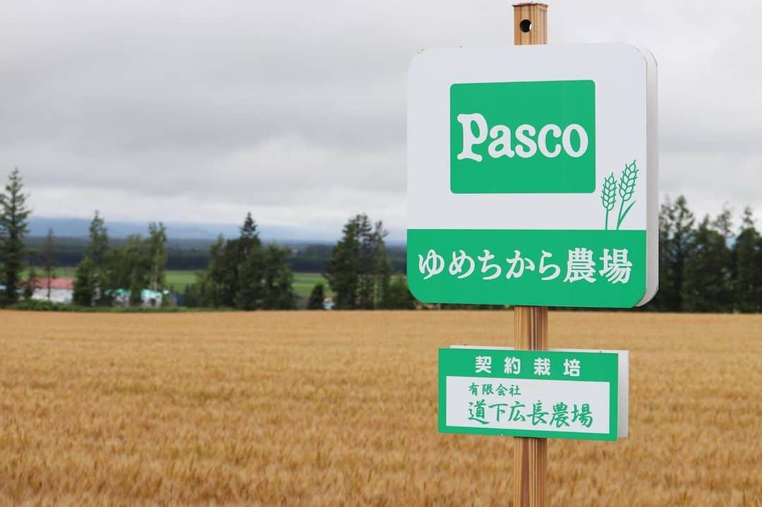 Pasco/敷島製パン株式会社さんのインスタグラム写真 - (Pasco/敷島製パン株式会社Instagram)「【国産小麦にふれる北海道の旅🛩vol.5】 * 十勝地方帯広市内にある#Pascoゆめちから農場 に到着🚌‼️ * #Pascoゆめちから農場 では、黄金色に輝く小麦#ゆめちから が、見渡す限り一面に整列して、お出迎えしてくれました☺️ * 壮大な景色に感動✨ * #Pasco #パスコ #国産小麦 #北海道 #キャンペーン #国産小麦にふれる北海道の旅 #ゆめちから #北海道旅行 #小麦畑 #十勝 #帯広 #Pascoゆめちから農場 #小麦畑見学 #小麦の収穫体験 #収穫体験」7月20日 11時05分 - pasco.jp