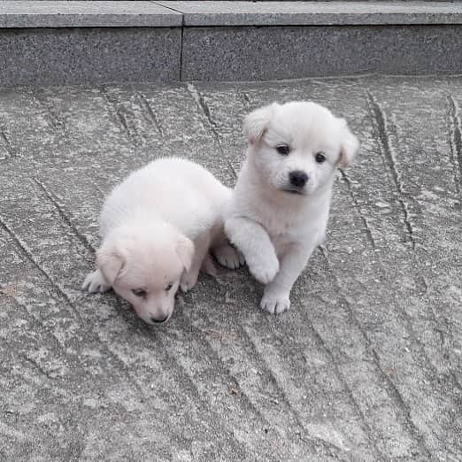 ウォン・ジナのインスタグラム：「장군&멍군🐶  엄마가 요즘 맨날 사진을.. 얘네보러 집에 가고 싶다!!」