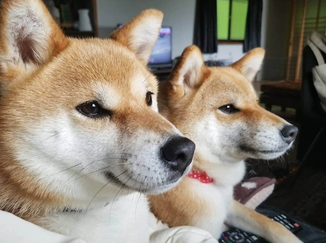 柴犬たま Shibainu Tamaのインスタグラム