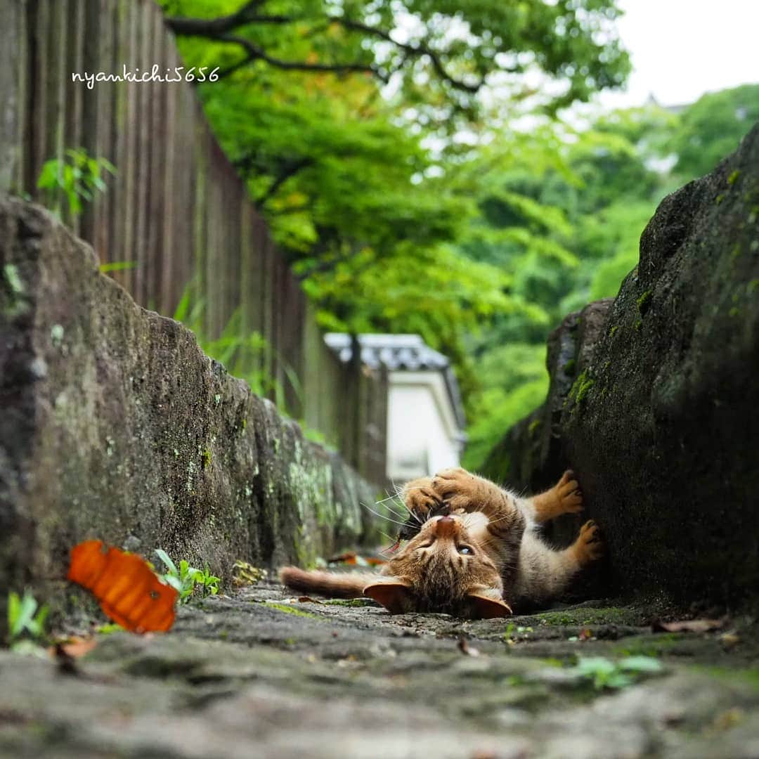 路地裏のにゃん吉さんのインスタグラム写真 - (路地裏のにゃん吉Instagram)「先週はカメラの前でおっかなびっくりで遊んでたけど、もうおかまいなしで遊びに夢中。 いいね、いっぱい遊ぼうぜ。  #生き抜け野良猫 #แมว #igersjp#ねこ#猫#ig_japan#ねこ部#ふわもこ部#kittens_of_world #にゃんすたぐらむ#みんねこ #cats#ファインダー越しの私の世界 #catsofinstagram#catstocker#gatto#catloversclub#ペコねこ部#ピクネコ #東京カメラ部#icu_japan#team_jp_西 #고양이#nekoclub #catstagram#japan_photo_now #bestcatclub #katze #balousfriends#ファインダーは私のキャンパス」7月20日 22時31分 - nyankichi5656