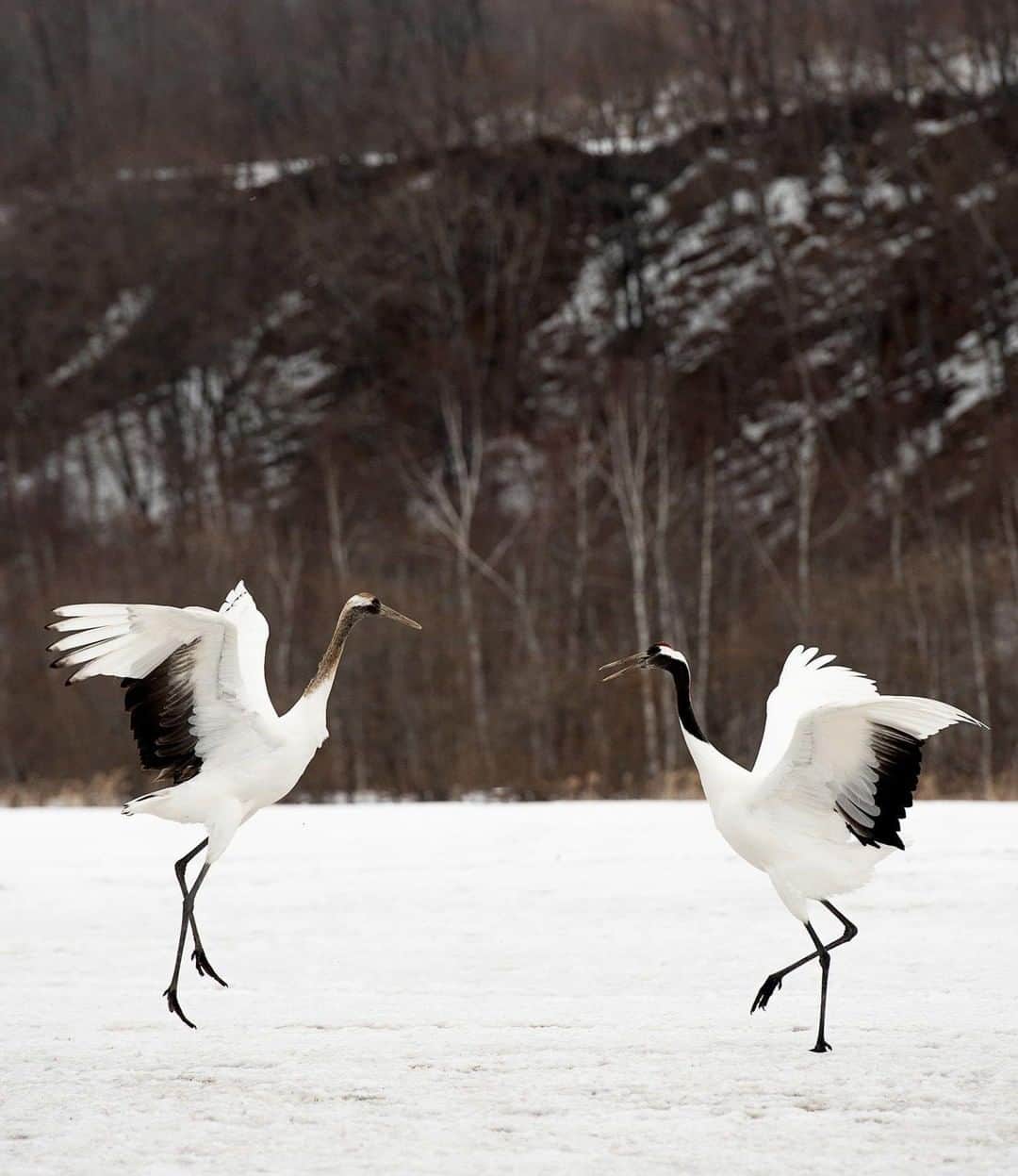 Lonely Planetさんのインスタグラム写真 - (Lonely PlanetInstagram)「'The Northern Japanese island of #Hokkaido is well known for the ‘Tancho' or Japanese Crane. These magnificent creatures can be found just a short drive from #Kushiro at a winter feeding ground. At the moment there are almost 1,400 of these birds living in #Japan, and these ice ballerinas' dance was an amazing spectacle to behold. – @pearsonphotography -- Tap our link in bio for more information on traveling in Hokkaido!」7月20日 21時00分 - lonelyplanet