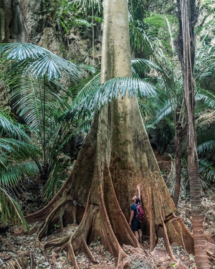 ルフトハンザさんのインスタグラム写真 - (ルフトハンザInstagram)「In the midst of the tropical rainforest you feel small when standing underneath a giant tree with its buttress roots. Hand prints of those who visited mark the stem of the tree. #FindYourAdventure #Lufthansa #FlyToBangkok」7月20日 21時01分 - lufthansa