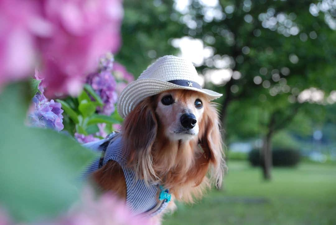 ?モデル?大地?さんのインスタグラム写真 - (?モデル?大地?Instagram)「♪🐾2019*7*20🐾 . 今日は、殆ど🍃風がなくて 更に💦湿度が高過ぎだったから 🐾お散歩はお休みして😉 . お部屋でエクササイズと脳トレをしたよ🎶✌️😄 . . 🐾みんなも、湿度の高い日の🐾お散歩は 十分気を付けてね🌟😉 . . 🐾🐾🐾🐾🐾🐾🐾🐾🐾🐾🐾🐾🐾🐾 . #大地#大好き#だいすき #いつも一緒#ずっと一緒 #大地なしでは生きて行けませんw #いぬ#犬#わんこ#ワンコ . #愛犬 #犬バカ部#いぬら部#いぬすたぐらむ #犬のいる暮らし #pecoいぬ部 #あじさい#紫陽花#公園#お出かけ#休日 . #横浜#yokohama#神奈川 #散歩 #お散歩 #ミニチュアダックスフンド#ミニチュアダックス #ダックスフンド#ダックス」7月20日 21時21分 - sachi_daichi