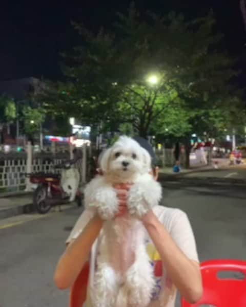 ホ・ジョンミンのインスタグラム：「#라이온킹 본 김에  난 예전 애니메이션이 더 잼난걸로.... #도그킹 #심바 아니고 #개바」