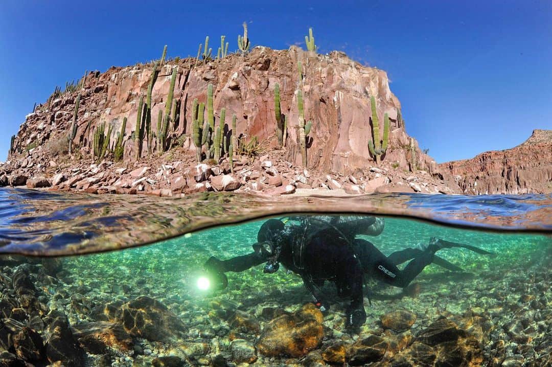 Thomas Peschakのインスタグラム：「Split-level or over/under photographs are my favorite way of introducing the underwater world to the uninitiated. This type of image connects the often alien underwater realm to a more familiar terrestrial landscape. As a photographer it is easy to neglect the above water part of a split level image, but it is every bit as important as the underwater part. I always try to include a iconic terrestrial/ land-based identifier in the frame, in this case giant cacti, for which Baja California is renowned, looming large above marine biologist @octavioaburto Shot on assignment for @natgeo #mexico #underwaterphotograpy #naturephotography #mexico #baja」