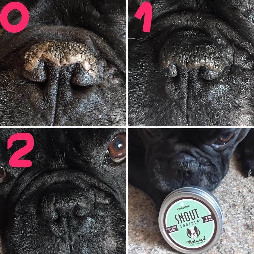 Regeneratti&Oliveira Kennelさんのインスタグラム写真 - (Regeneratti&Oliveira KennelInstagram)「Crust is for pizza, not noses! If your dog has a crusty, cracked noses – heal it. #SnoutSoother comes recommended by customer and Vets all over the world because its gentle, yet works FAST to heal dry noses. It’s made from 100% natural ingredients and perfectly safe to ingest – and will still work even if they try to lick it off! . ⭐ Save 20% off @naturaldogcompany with code JMARCOZ at NaturalDog.com | worldwide shipping | ad 📷: @businkamania . . . . . . #frenchie #frenchieoftheday #französischebulldogge #franskbulldog #frenchbull #fransebulldog #frenchbulldog #frenchiepuppy #dog #dogsofinstagram #petstagram #bully #bulldog #bulldogfrances #フレンチブルドッグ #フレンチブルドッグ #フレブル #ワンコ  #frenchiesgram #frenchbulldogsofinstagram #ilovemyfrenchie #batpig #buhi #squishyfacecrewbulldog」7月20日 22時06分 - jmarcoz