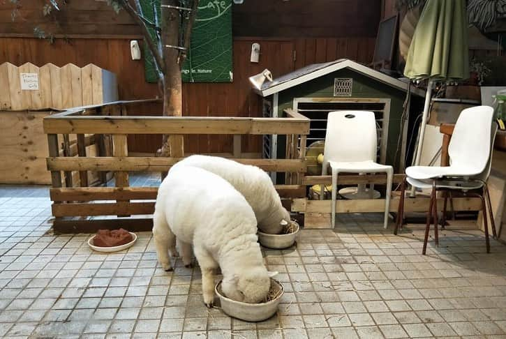 Yellow M.F. Clawさんのインスタグラム写真 - (Yellow M.F. ClawInstagram)「LOTTA PEEPS AT PAROOKAVILLE AND TWO CUTE ALPACAS AT NATURE CAFE IN SEOUL. 😍」7月20日 22時05分 - yellowclaw