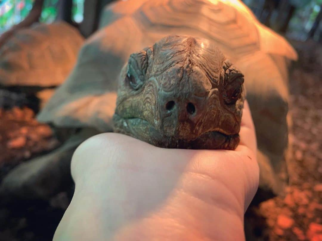 高松雪乃さんのインスタグラム写真 - (高松雪乃Instagram)「アゴ乗せゾウガメさん🐢お風邪をひいていないか鼻水チェックを定期的にしているのですが、可愛すぎて私が鼻水出そうになる🥺❤️ #ゾウガメ #アルダブラゾウガメ #リクガメ #爬虫類 #はちゅドル #Aldabragianttortoise #tortoise #iZoo」7月20日 22時07分 - yukinotakamatsu