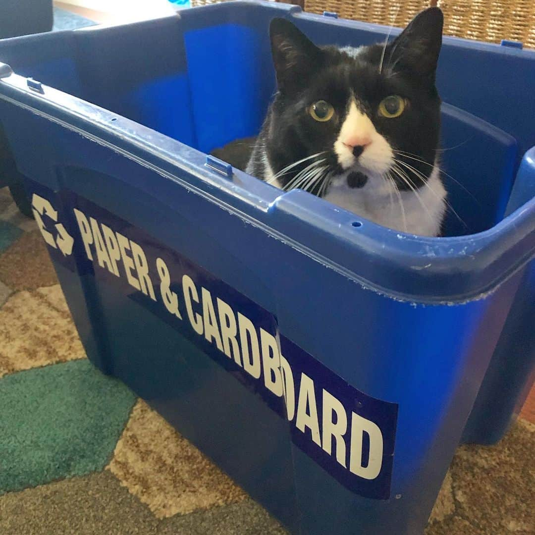 Tuxedo Cat Brosさんのインスタグラム写真 - (Tuxedo Cat BrosInstagram)「Pro tip: Always check the recycling bin before dragging it to the curb. ♻️ #tuxedocat #tuxielove #tuxedocatsofinstagram #tuxedocats」7月20日 22時10分 - tuxedotrio