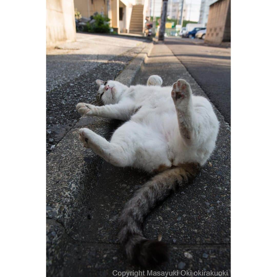 Masayukiさんのインスタグラム写真 - (MasayukiInstagram)「ごろーん。  #cat #ねこ」7月20日 22時13分 - okirakuoki