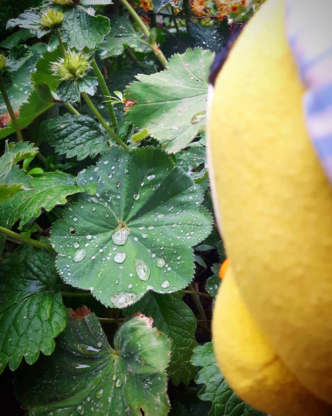 Little Yellow Birdさんのインスタグラム写真 - (Little Yellow BirdInstagram)「I could do with a little less rain, but I do love the little drops of water that are left on the lady's mantle! So delicate and beautiful... #littleyellowbird #tweety #tweetykweelapis #adventures #yellow #bird #weekend #saturday #rain #rainyday #raindrops #drop #ladysmantle #vrouwenmantel #garden #plants #summer #dutchsummer #stuffedanimalsofinstagram #plushiesofinstagram」7月20日 22時23分 - tweetykweelapis