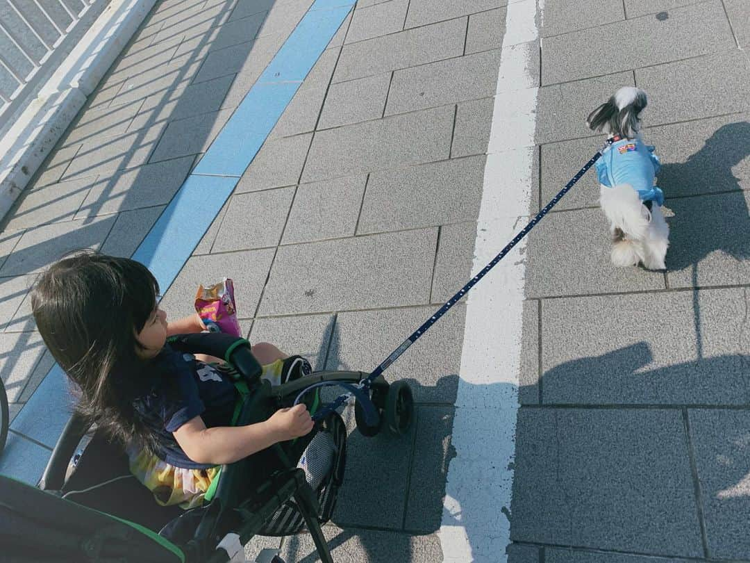 福野来夢さんのインスタグラム写真 - (福野来夢Instagram)「わんちゃんにも子供達にも優しい街。 横浜散歩🐶♡ 7.8.9枚目の写真は、私が撮影😍 カメラの才能あるんじゃないかと思うくらい可愛く取れたと思うんだけど？笑 . #チワワ #マルチーズ #ミックス #チワマル #ぺろ #4歳 #姪っ子ちゃん #来月2歳 #甥っ子くん #こないだで半年 #横浜散歩 #横浜ベイクォーター #シーバス #横浜赤レンガ倉庫 #marinewalkyokohama  #一眼レフ欲しい」7月20日 14時38分 - rappy217