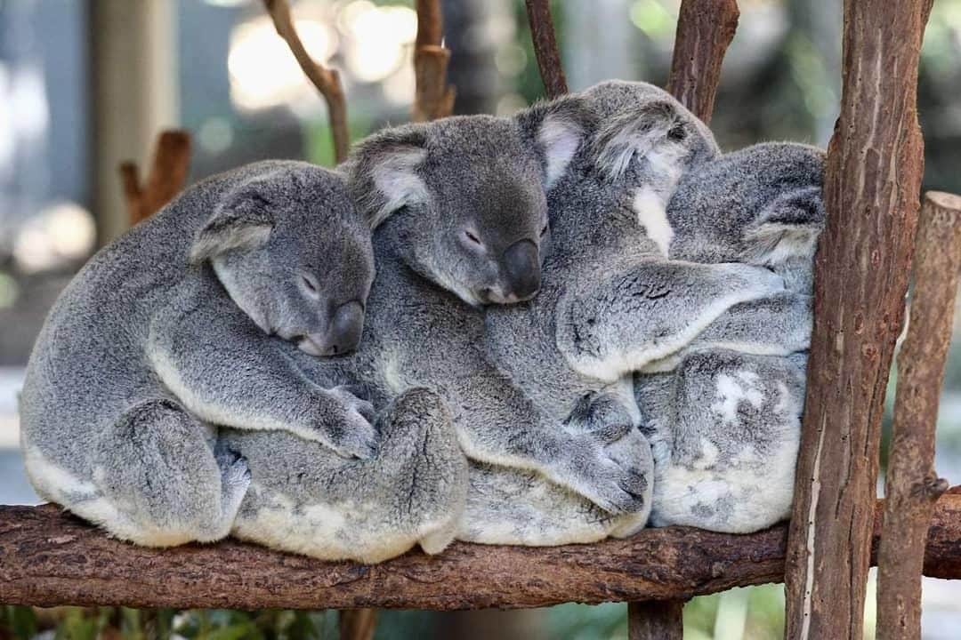Australiaさんのインスタグラム写真 - (AustraliaInstagram)「All aboard the cuddle train! 🚄🐨 These snuggly koalas from @lonepinekoala Sanctuary sure know how to keep warm on a crisp winter morning! This seriously cute #koala formation isn't an unusual sight at this @visitbrisbane #wildlife park, these gorgeous creatures are often seen huddling together in their trees, so hopefully you can see one next time you visit this spot in @queensland. Looks super comfy to us, do you think they'd mind if we join in?! #seeaustralia #thisisqueensland #visitbrisbane #weeklyfluff #wildlifephotography #travel」7月20日 15時00分 - australia