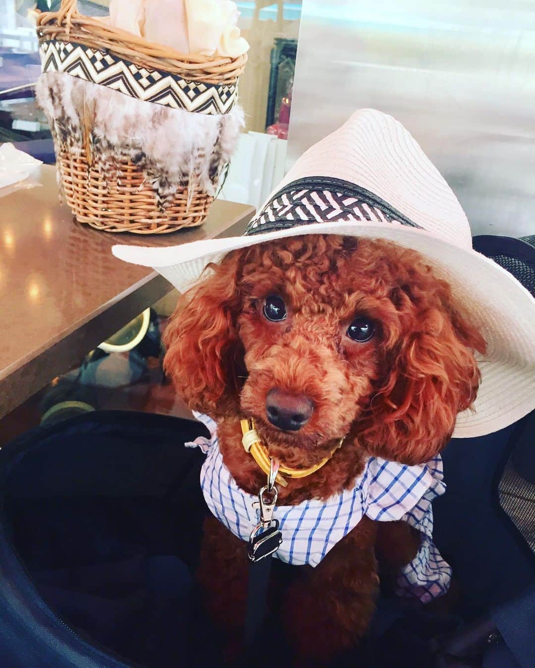 知念芽衣さんのインスタグラム写真 - (知念芽衣Instagram)「久々のおでかけ #ベイクォーター  #dogstagram #わんすたぐらむ #いぬばかぶ  #愛犬家 #トイプードル #トイプードル女の子」7月20日 15時05分 - meichinen