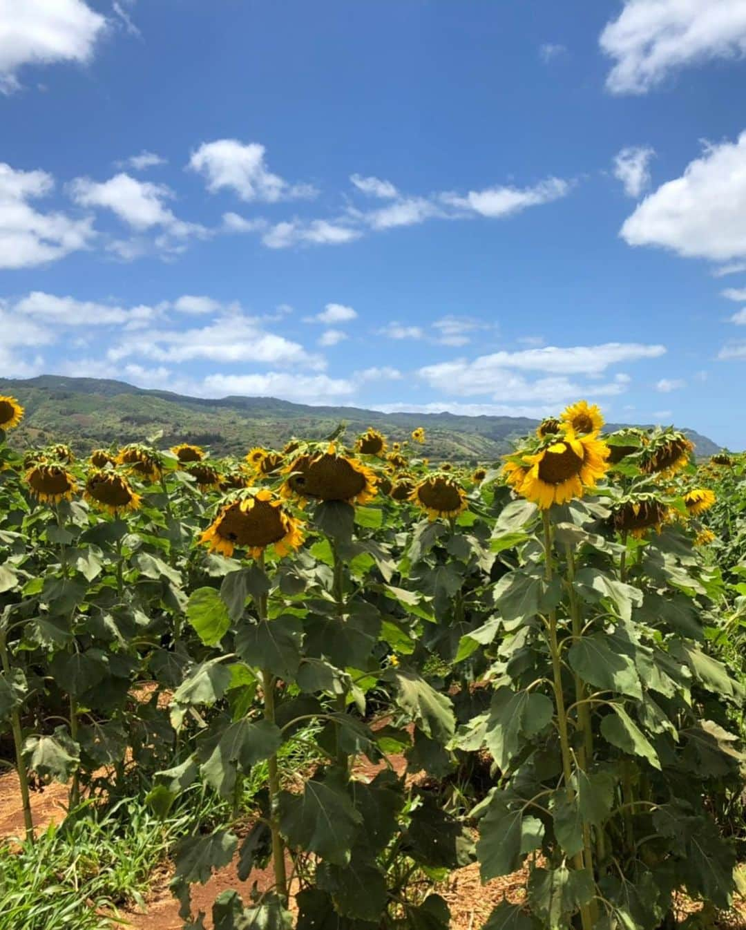 ヨンアさんのインスタグラム写真 - (ヨンアInstagram)「🌻」7月20日 15時59分 - youn1029