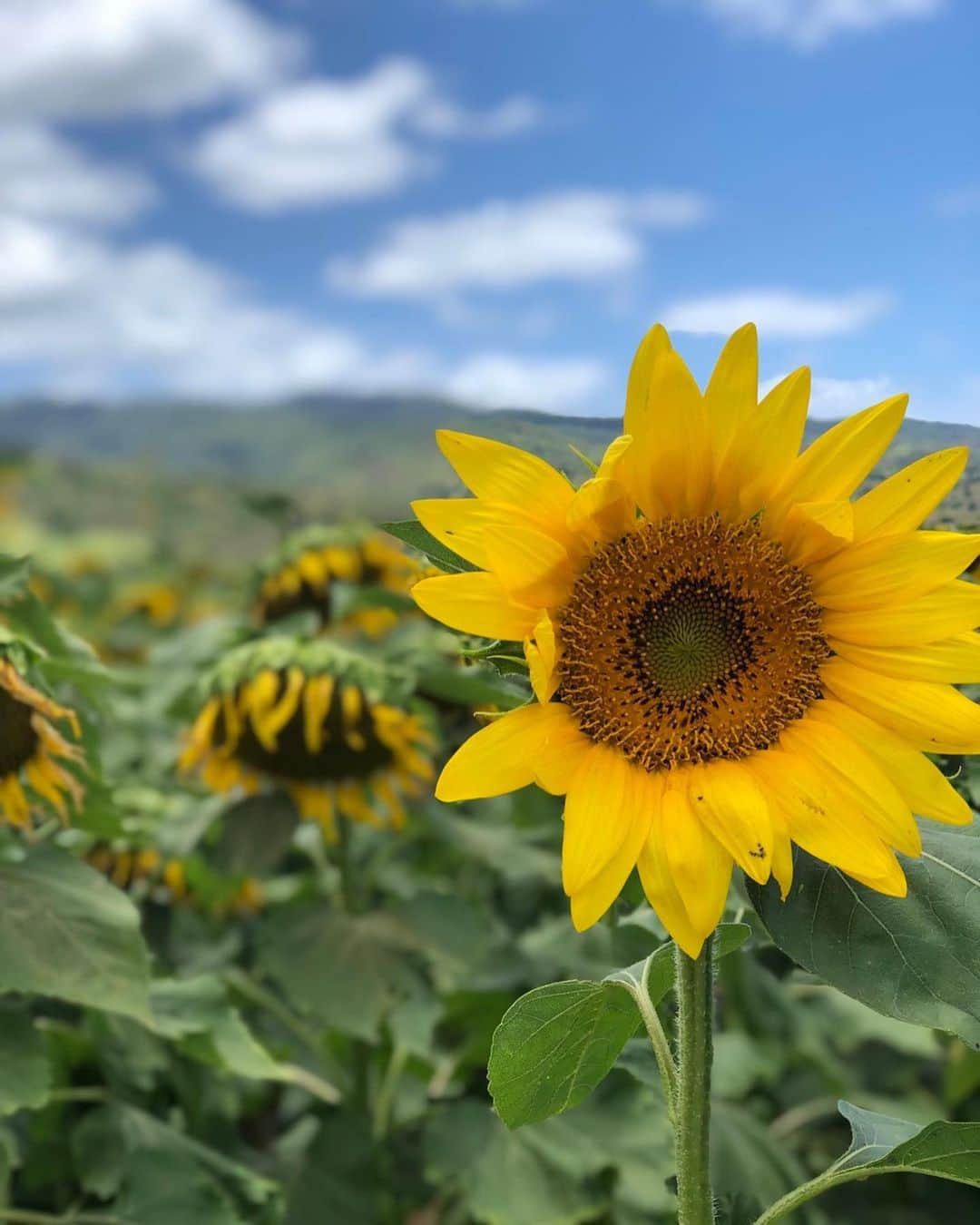 ヨンアさんのインスタグラム写真 - (ヨンアInstagram)「🌻」7月20日 15時59分 - youn1029