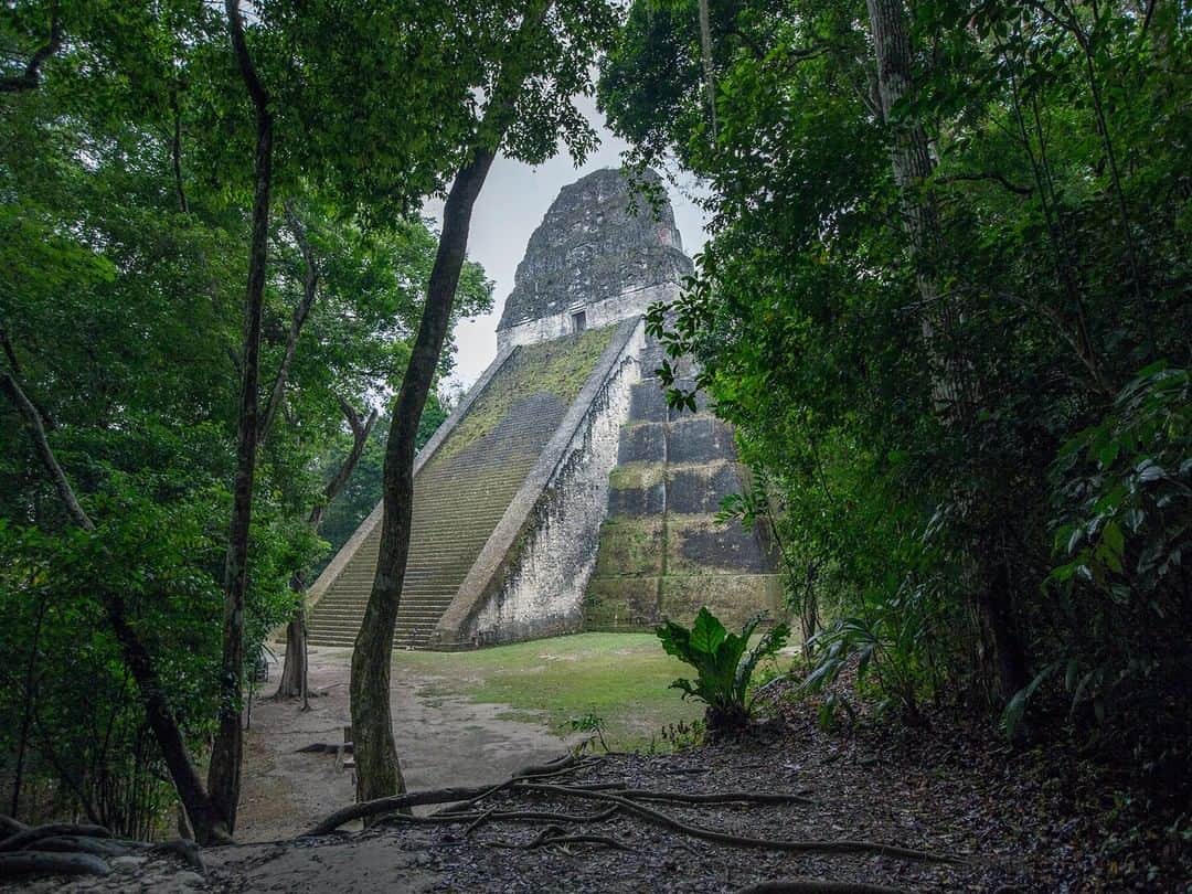 National Geographic Travelさんのインスタグラム写真 - (National Geographic TravelInstagram)「Photo by @andrea_frazzetta | Guatemala, Tikal. The Temple Number V appears in the middle of the forest. Tikal was a capital of the Maya world in ancient times, and it’s easy to believe when you’re confronted with the thousands of massive pyramids, plazas, temples, and dwellings that remain today. Tikal National Park encompasses 575 square kilometres of jungle and thousands of ruined structures.  To see more photos from my travels, follow me @andrea_frazzetta  #guatemala #tikal #mayans」7月20日 16時02分 - natgeotravel