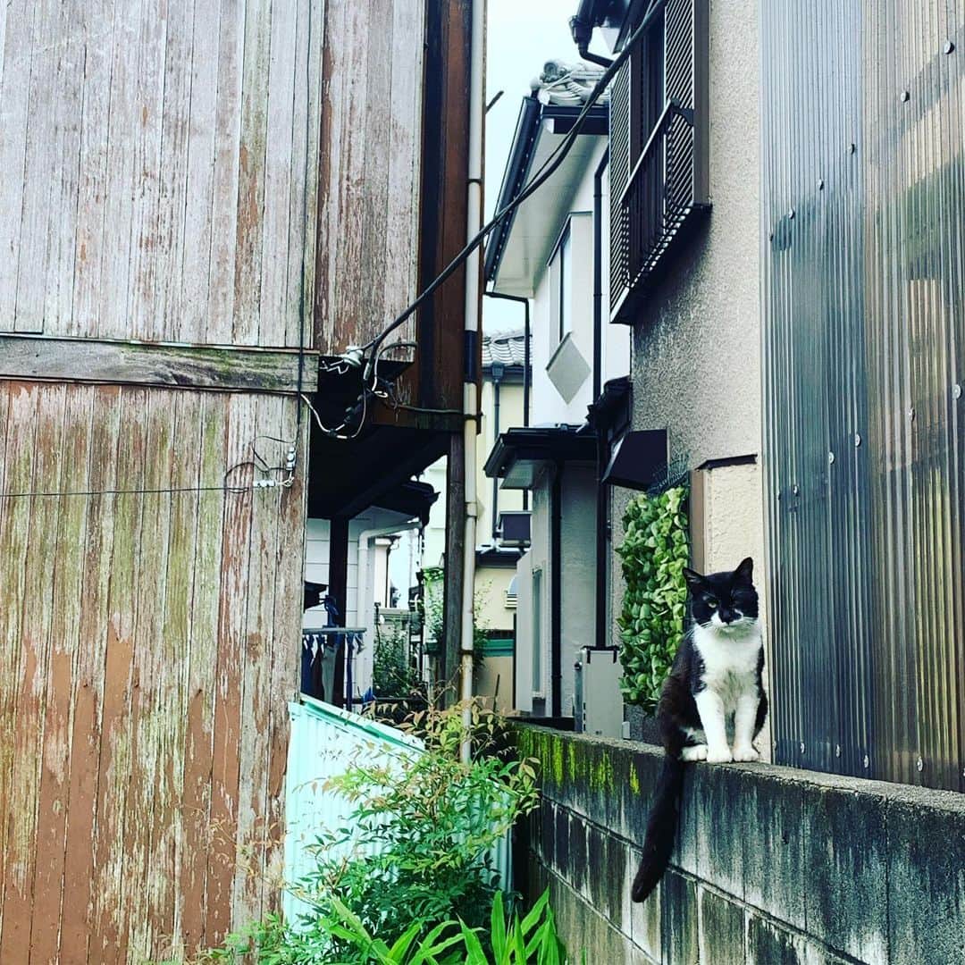 のインスタグラム：「初顔にゃん。」