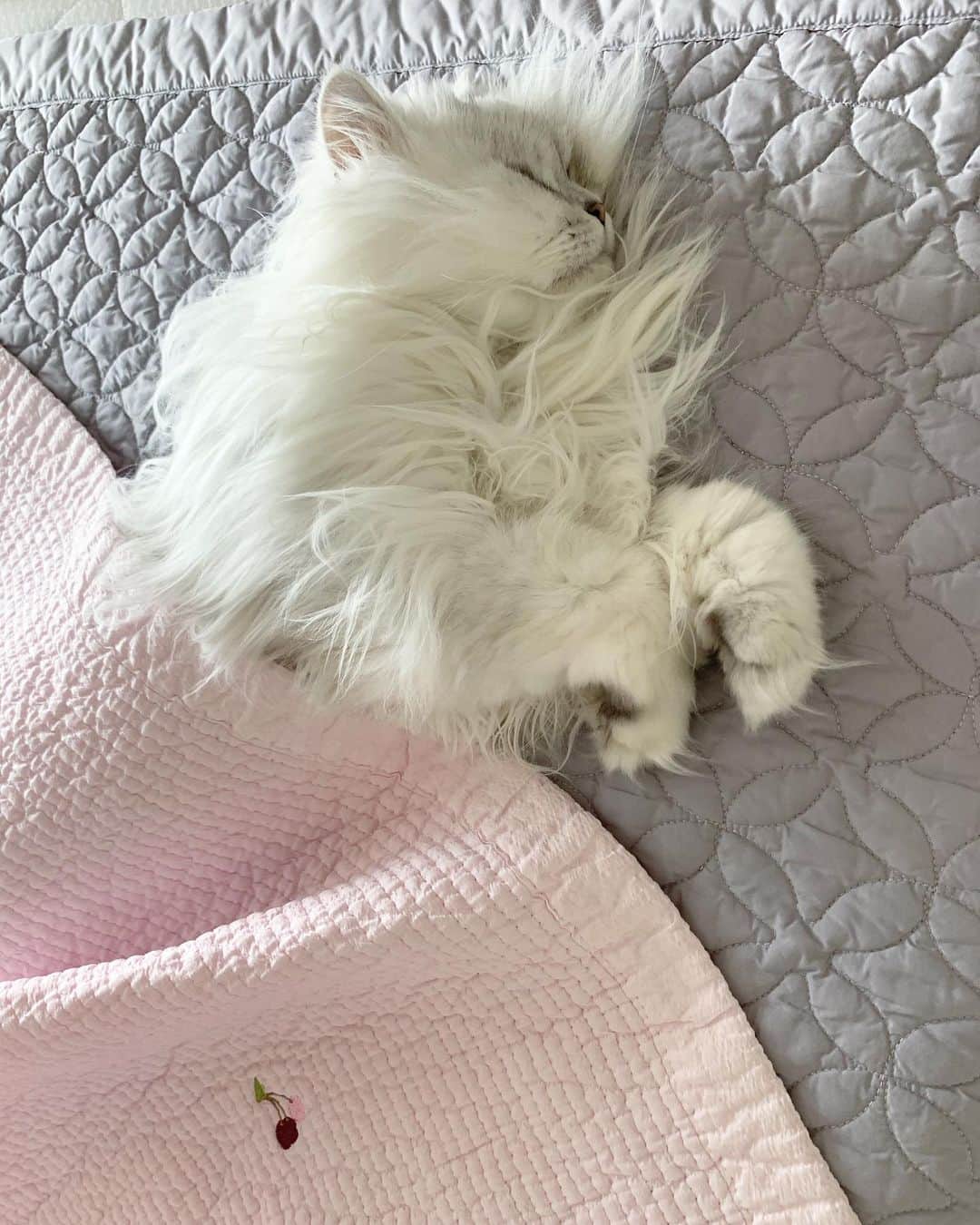 후추네큰언니のインスタグラム：「Caturday mood 🛌💝 에어컨 아래서 이불 덮고 꿀잠 💕 . . . . . #후추  #고양이  #냥스타그램 #캣스타그램  #Hoochu #Hoochuthecat #cat #cats #catstagram #catsofinstagram #topcatphoto #bestmeow #ilovecat #cute #fluffy #petstagram #instacats」