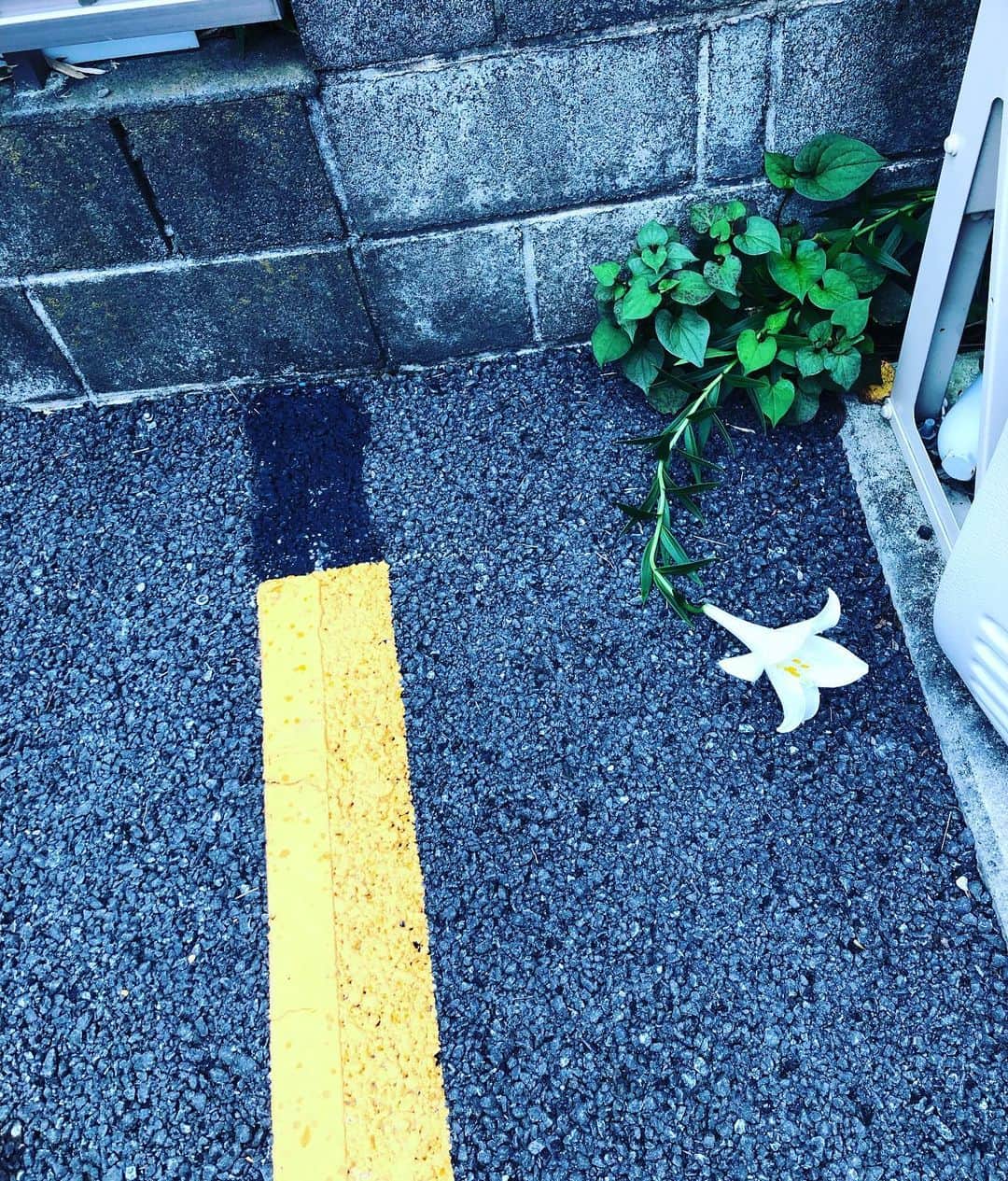 小野真弓さんのインスタグラム写真 - (小野真弓Instagram)「アスファルトの隙間から こんな綺麗な百合の花が😲✨ #アスファルトの隙間に咲く花 #白百合#梅雨空さんぽ」7月20日 17時09分 - hanaharuaroi
