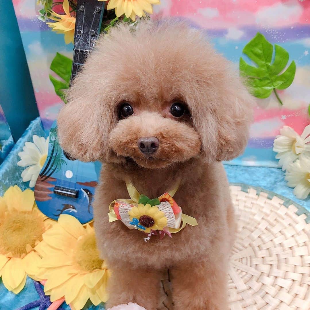 ももちゃん & まろんたんのインスタグラム：「ももちゃん❤️トリミングに行ってきました✨ 今日はまろんより早く終わってひとりっ子気分で写真撮れたのが楽しかったみたい☺️❤️ 甘え方が控えめなももちゃんです💓 ・ ・ #dog #dogs #dogstagram #poodle #poodles #poodlelove #poodleclub #toypoodle #toypoodles #toypoodlelove #toypoodleclub #east_dog_japan #all_dog_japan #ig_poodle #poodlesofficial #ふわふわ #ふわもこ部 #トイプードル #トイプードル部 #トイプードル大好き #トイプードル多頭飼い #まろんたん #ティーカッププードル #わんこなしでは生きていけません会 #pecoいぬ部 #joker六本木ヒルズ店 #トリミング #ももちゃん #toypoodleofficial #犬のいる暮らし」