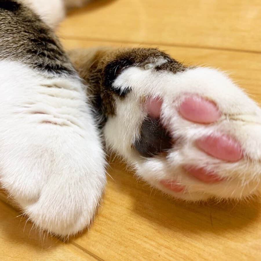 弘松芹香のインスタグラム：「肉球。 . #ねこ#猫#ネコ#ねこすたぐらむ#肉球」