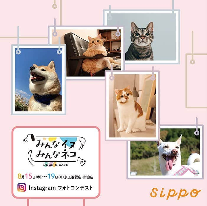 sippoさんのインスタグラム写真 - (sippoInstagram)「Instagramフォトコンテスト開催📸「みんなイヌ、みんなネコ」の会場で、皆さんのかわいい愛犬愛猫の写真をたくさん展示します。Instagramのsippo公式アカウントをフォローの上、#sippo写真展に参加したい をつけて、愛犬愛猫の写真をInstagramで投稿して下さい。 sippo編集部がセレクトし、会場で紹介します。＜締め切り：8月12日（月）＞ぜひみなさん参加して会場を盛り上げて下さいね👍 #sippo #sippo写真展に参加したい」7月20日 18時14分 - sippo_official