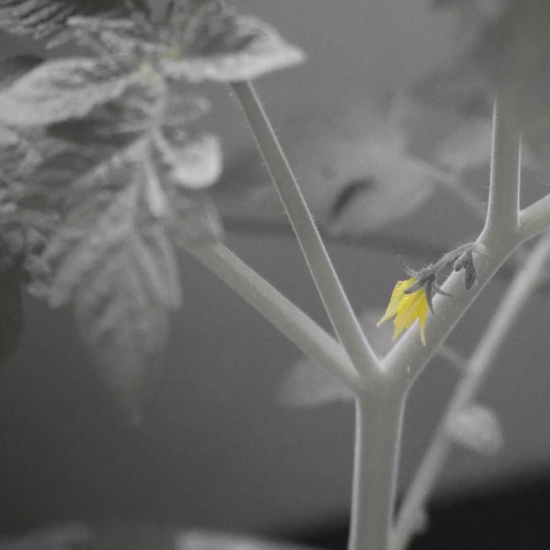 滝菜月さんのインスタグラム写真 - (滝菜月Instagram)「トマト、もう少し！！ ﻿ ツヤツヤで綺麗だ〜。順調に育ってね。﻿ ﻿ ちなみにお花は黄色。可愛いです!!!﻿ 可愛いからお洒落に撮ってあげました(3枚目) ﻿ ﻿ #花言葉 は #感謝﻿ #家庭菜園 #ミニトマト #1人ヒルナンデスファーム﻿ ﻿ #野菜の投稿はあまり人気がない涙 ﻿ #どうかお付き合いください」7月20日 18時21分 - taki_natsuki