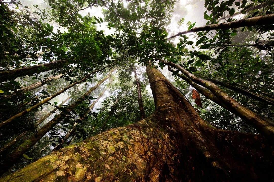 ナショナルジオグラフィックさんのインスタグラム写真 - (ナショナルジオグラフィックInstagram)「Photo by Mattias A. Klum @mattiasklumofficial | Early morning in Danum Valley, Sabah, Malaysian Borneo. I have been fortunate enough to have spent a lot of time over the years in the magnificent Bornean rainforest, a realm filled with miracles big and small. This forest is estimated to be at least 130 million years old, making it one of the oldest rainforests in the world (and twice as old as the Amazon). Borneo is extremely rich in biodiversity, providing habitat for about 15,000 known species of flowering plants, and more than 3,000 tree species, 221 terrestrial mammal species, and 420 bird species. It is essential for mankind to save these remarkable ecosystems to secure global stability and resilience. To do that, we can support rainforest conservation and try to avoid products containing uncertified palm oil. Please go to @mattiasklumofficial to see more images and stories from projects around the world. #borneo #biodiversity #conservation #rainforest #beauty @thephotosociety」7月20日 18時39分 - natgeo