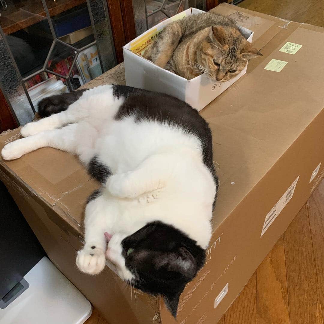 野間美由紀さんのインスタグラム写真 - (野間美由紀Instagram)「Cintiq Pro 32 の箱は猫のステージになっていて捨てられません。」7月20日 18時43分 - rose_m