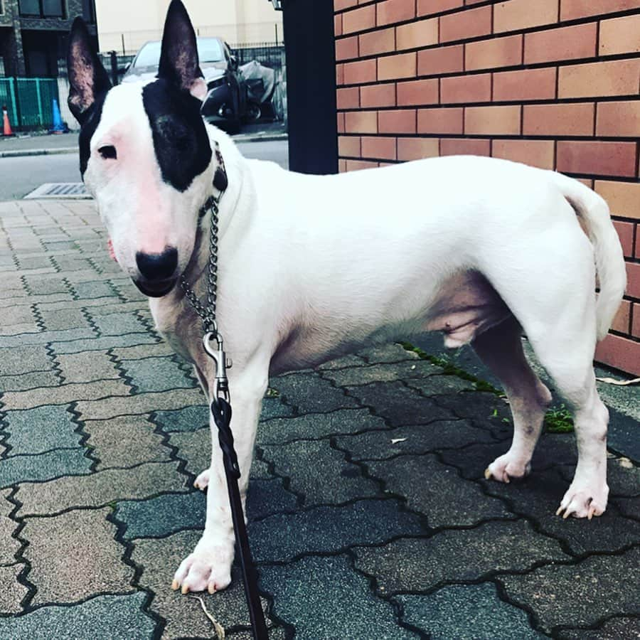 Q太郎さんのインスタグラム写真 - (Q太郎Instagram)「#minituru#bull#terrier#minibullterrier#miniturubullterrier#dog#dogstagram#cute#qtaro#love#family#ミニチュア#ブルテリア#ミニチュアブルテリア#Q太郎」7月20日 18時53分 - qtaro.jun