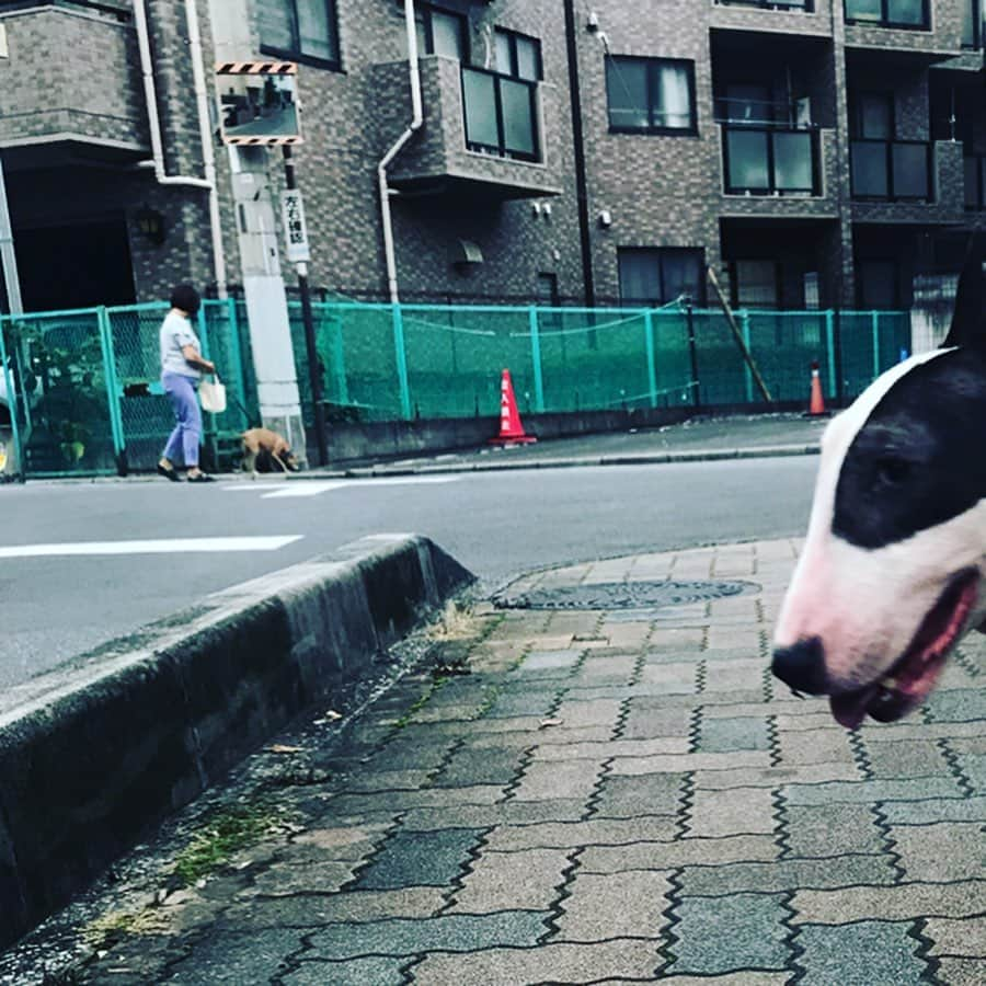 Q太郎さんのインスタグラム写真 - (Q太郎Instagram)「#minituru#bull#terrier#minibullterrier#miniturubullterrier#dog#dogstagram#cute#qtaro#love#family#ミニチュア#ブルテリア#ミニチュアブルテリア#Q太郎」7月20日 18時53分 - qtaro.jun