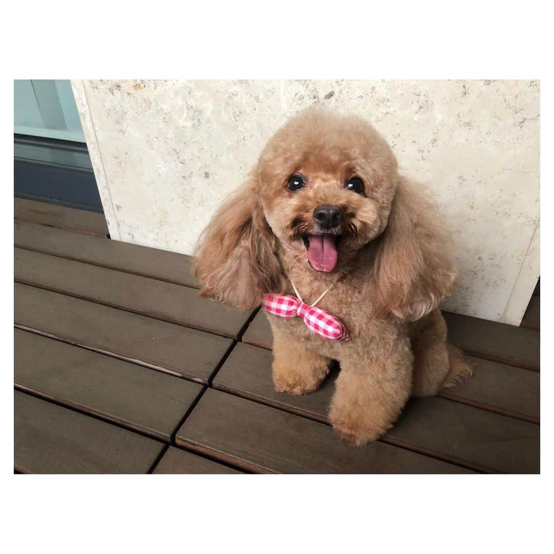 川村優希さんのインスタグラム写真 - (川村優希Instagram)「良い顔撮れました🐶 . . #トイプードル #トイプー #toypoodle #dog #dogstagram #いぬすたぐらむ #いぬバカ部 #ふわふわ #もふもふ #ふわもこ #ふわもこ部 #犬のいる暮らし」7月20日 18時50分 - yuki.kawamura.official