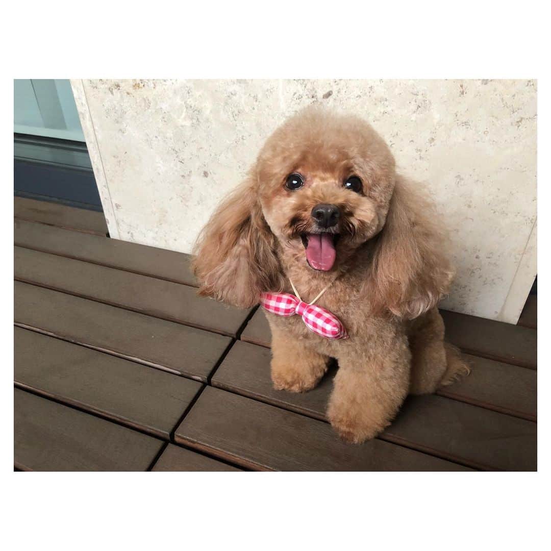 のインスタグラム：「良い顔撮れました🐶 . . #トイプードル #トイプー #toypoodle #dog #dogstagram #いぬすたぐらむ #いぬバカ部 #ふわふわ #もふもふ #ふわもこ #ふわもこ部 #犬のいる暮らし」