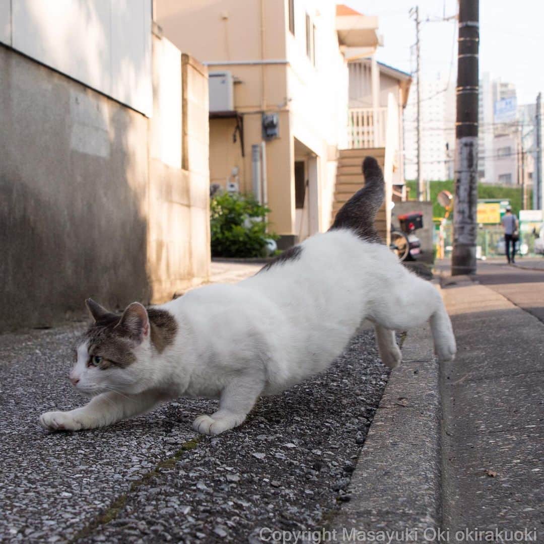 Masayukiさんのインスタグラム写真 - (MasayukiInstagram)「前のめり。  #cat #ねこ #もうすぐ」7月20日 18時51分 - okirakuoki