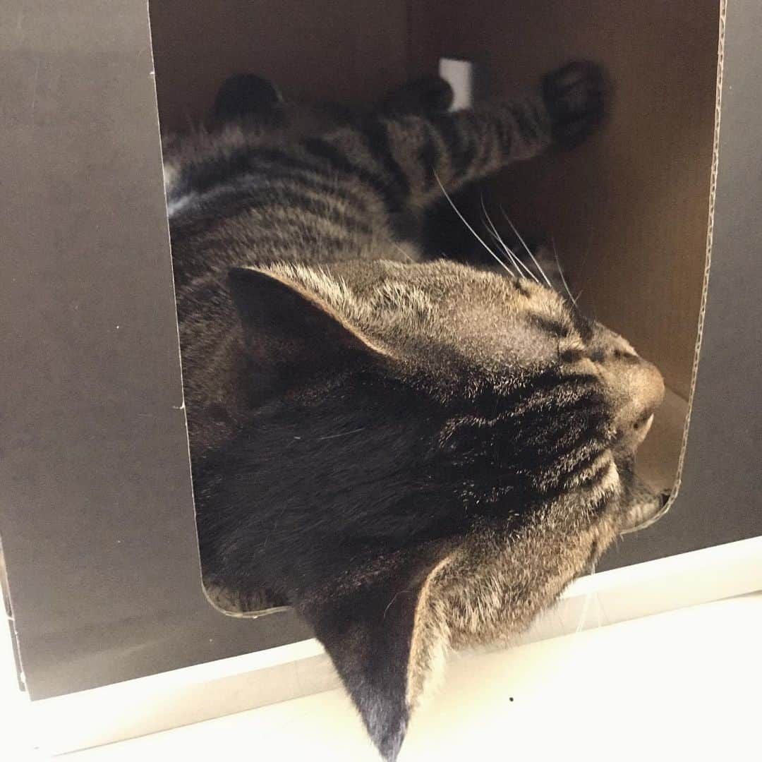 Musashiさんのインスタグラム写真 - (MusashiInstagram)「夕方ムサシさん。箱からはみ出し寝。Musashi in the box.📦 #musashi #mck #cat #キジトラ #ムサシさん #ねこすたぐらむ #musashi_the_cat」7月20日 19時25分 - _daisy