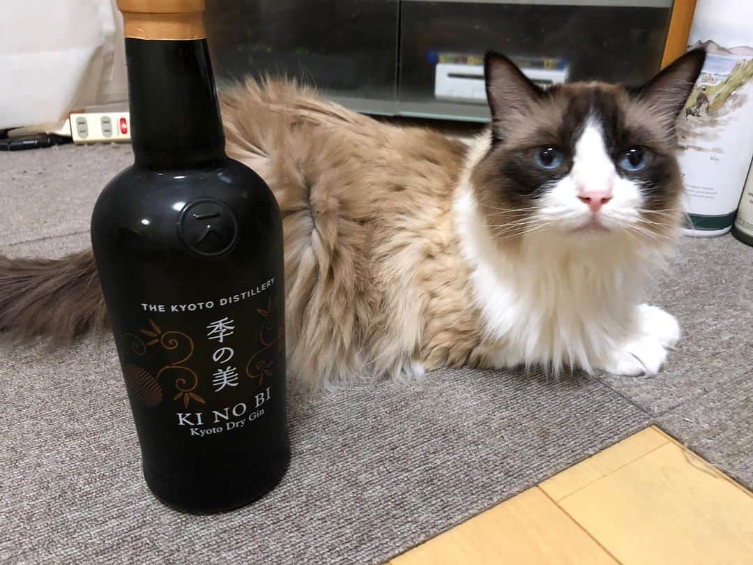 Natsukiのインスタグラム：「これは自分へのご褒美的な 笑  大好きなジン。 最近大きな買い物もしてないし、ちょっとご褒美♡  良い香りー♡  #cat  #ragdoll  #gin  #kinobi  #猫のいる暮らし」