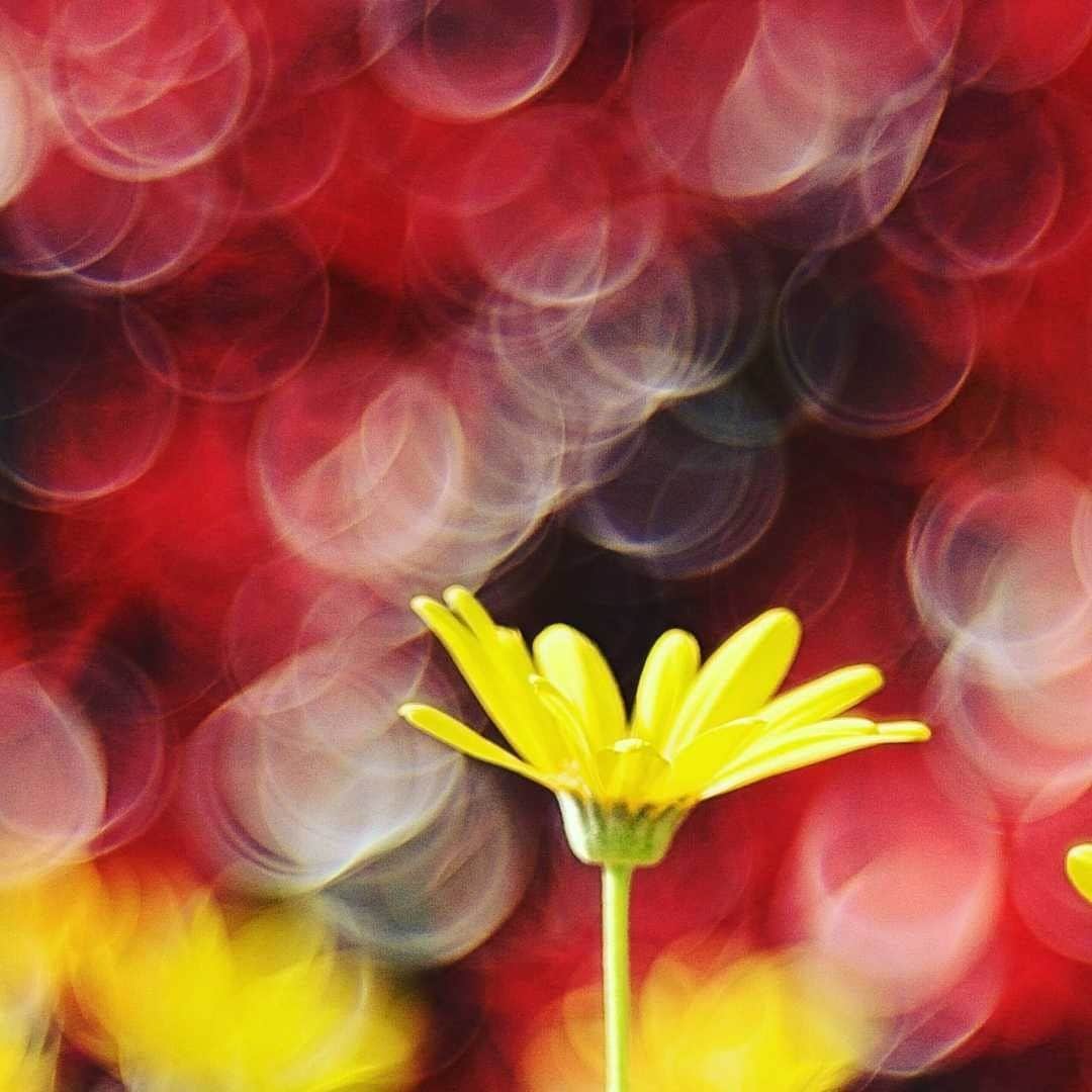 花の写真館のインスタグラム：「Photo by Shinichi Saeki.⠀ https://www.facebook.com/shinichi.saeki.92⠀ .⠀ Original Post[投稿頂いたURL]⠀ https://www.facebook.com/photo.php?fbid=1501765443293856⠀ .⠀ 本アカウントは、 #私の花の写真 をつけてInstagramに投稿された皆さまの花の写真や、「花の写真館」Facebookページで投稿された花の写真を紹介します。⠀ 「花の写真館」Facebookページは、「 @floral.photograph 」のプロフィールにあるURLからご覧ください。⠀ .⠀ #花の写真館 #floralphotograph #floralphoto #flower #flowers #富士フイルム #FUJIFILM⠀ Follow: @floral.photograph」