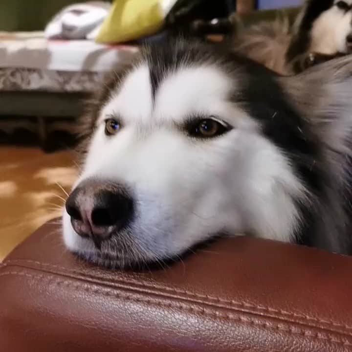 husky and malamuteのインスタグラム：「🥰🥰🥰 lovely.」