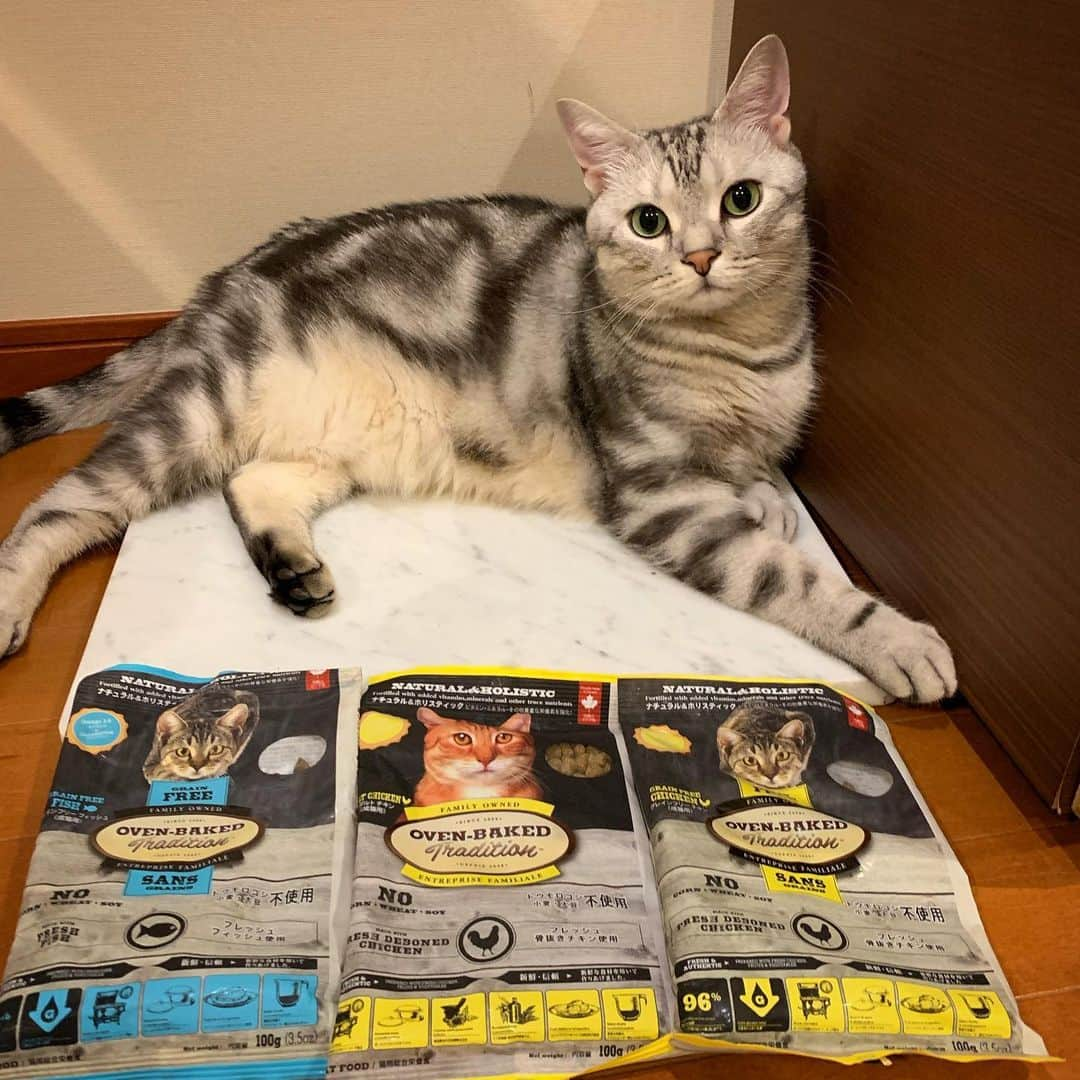 Alain アランさんのインスタグラム写真 - (Alain アランInstagram)「Happy caturday! My mom’s hobby is shopping my food. I  will try these Canadian grain free cat food. * こんにちは！ ママの趣味、アランのフードを買うこと（笑）。アランにはいくつかのフードをローテーションであげていますが、「もっといいのはないかな？」「これ、いいけどちょっと太るなあ」とか、研究しています。やはり質のよい安全なものをあげたいですよね。今回はファンタジーワールドの通販でカナダ🇨🇦製のグレインフリーのフード「オープン・ベークド・トラディション」を購入。アラン、気にいるかな？  #ファンタジーフォロ割 #ファンタジーワールド」7月20日 19時51分 - alain_cat