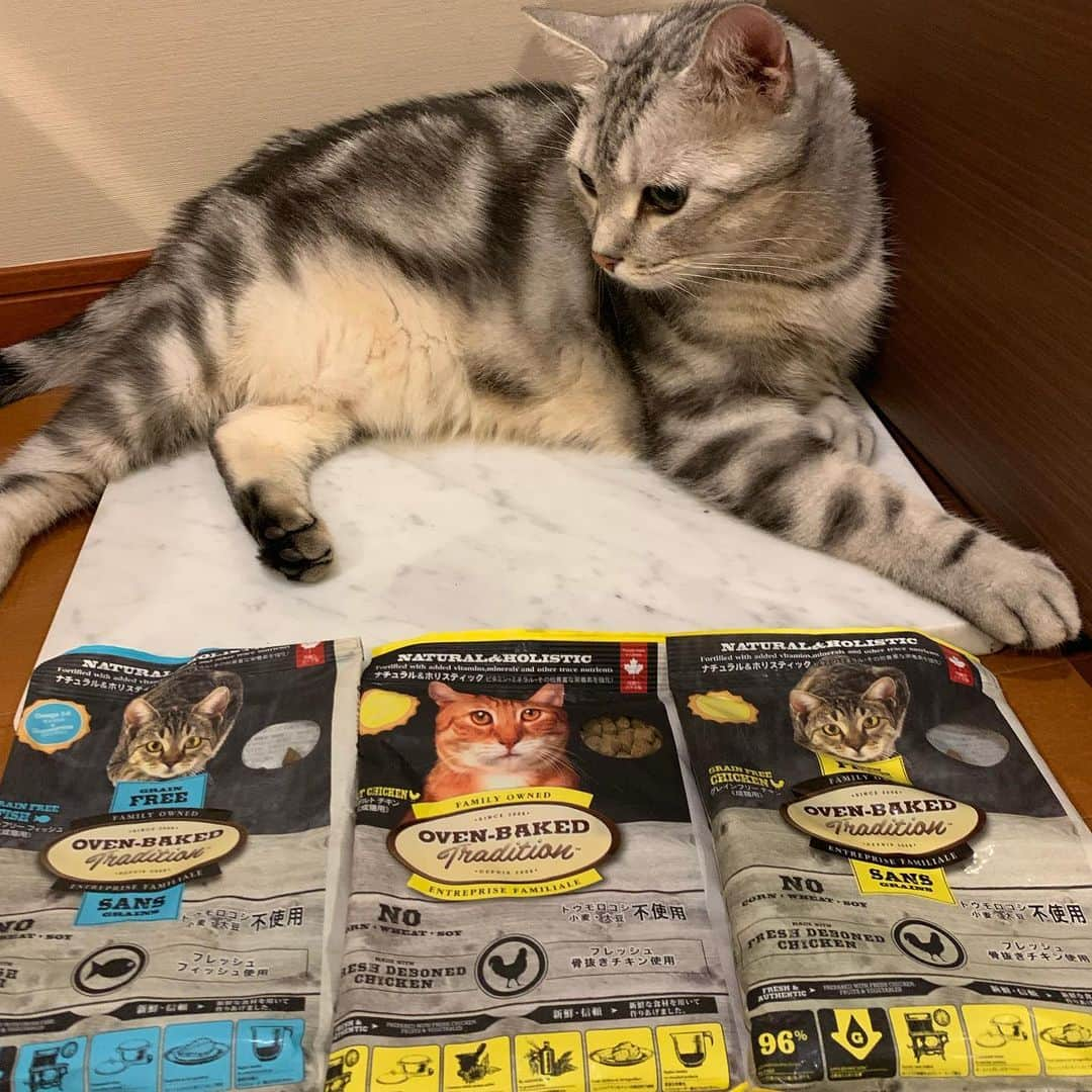 Alain アランさんのインスタグラム写真 - (Alain アランInstagram)「Happy caturday! My mom’s hobby is shopping my food. I  will try these Canadian grain free cat food. * こんにちは！ ママの趣味、アランのフードを買うこと（笑）。アランにはいくつかのフードをローテーションであげていますが、「もっといいのはないかな？」「これ、いいけどちょっと太るなあ」とか、研究しています。やはり質のよい安全なものをあげたいですよね。今回はファンタジーワールドの通販でカナダ🇨🇦製のグレインフリーのフード「オープン・ベークド・トラディション」を購入。アラン、気にいるかな？  #ファンタジーフォロ割 #ファンタジーワールド」7月20日 19時51分 - alain_cat