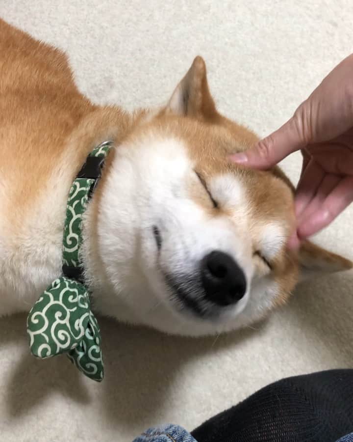 ゆうとろ（柴犬ゆうと猫のとろ）のインスタグラム