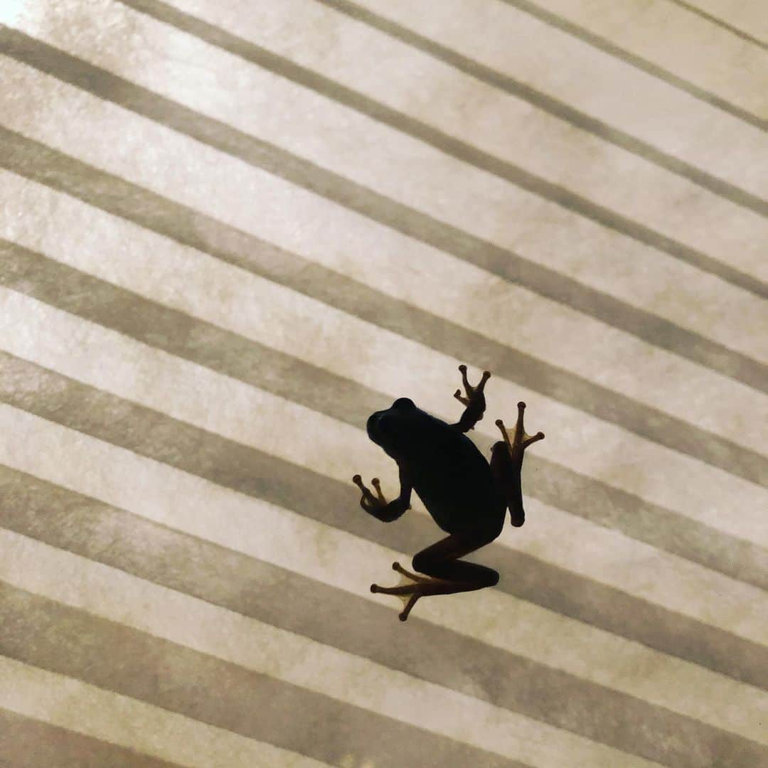 小野真弓さんのインスタグラム写真 - (小野真弓Instagram)「アマガエルちゃん🐸✨ 窓ガラスでうごめく何かの気配。。 と思ったら(*´꒳`*) #シルエット#カエル#和紙ブラインド 今日の夕方、ひぐらしの声を今年初めて聞きました🎐✨」7月20日 19時59分 - hanaharuaroi