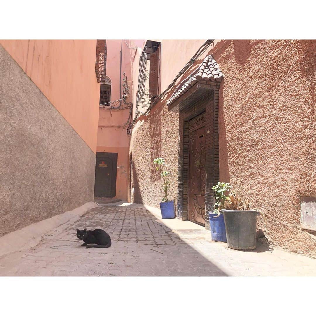一色紗英さんのインスタグラム写真 - (一色紗英Instagram)「ジジ  イスラム圏の猫たちは敬愛され、 街中心地良さそうに暮らしてる。」7月20日 20時26分 - this_is_sae