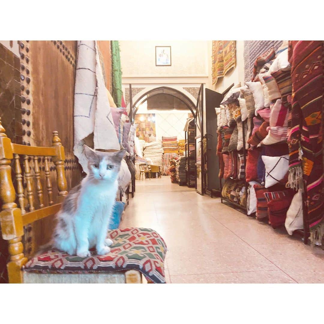 一色紗英さんのインスタグラム写真 - (一色紗英Instagram)「ジジ  イスラム圏の猫たちは敬愛され、 街中心地良さそうに暮らしてる。」7月20日 20時26分 - this_is_sae