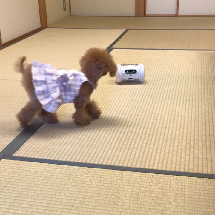 toshiyaotsuboのインスタグラム