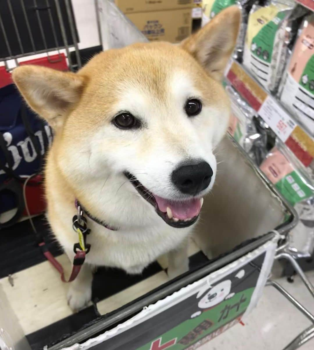 柴犬のモモさんのインスタグラム写真 - (柴犬のモモInstagram)「夕んぽ蒸し暑かったのでホームセンターでクールダウン。ゴン太のサラダチキンに興味津々なモモさん、それお家にあるよ #いぬ #イヌ #犬 #柴犬 #赤柴 #日本犬 #犬バカ部 #ふわもこ部 #いぬら部 #癒しわんこ #柴犬マニア #犬のいる暮らし #口角キュキュッと部 #shiba #shibainu #shibadog #dogstagram #dogsofinstagram #shibastagram #shibasofinstagram #shibamania #inu #instadog #toyota_dog」7月20日 20時28分 - shi_ba_i_nu_momo