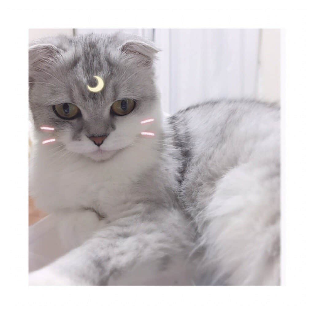 金澤朋子さんのインスタグラム写真 - (金澤朋子Instagram)「今日は大阪にて【Hello! Project 2019 SUMMER「beautiful」】がありました。あっという間のライブでした🎤楽しかったなぁ  今はライブ終わりの癒しタイムとして愛猫写真を眺めております。最近猫用の加工アプリなんてものがあるんですよ！我が家のすいちゃんにもばっちり反応します👌🏼かわいい〜〜 #juicejuice #金澤朋子  #ペット #猫 #すいちゃん  #スコティッシュフォールド  #にゃんすたぐらむ」7月20日 20時46分 - tomoko_kanazawa.official
