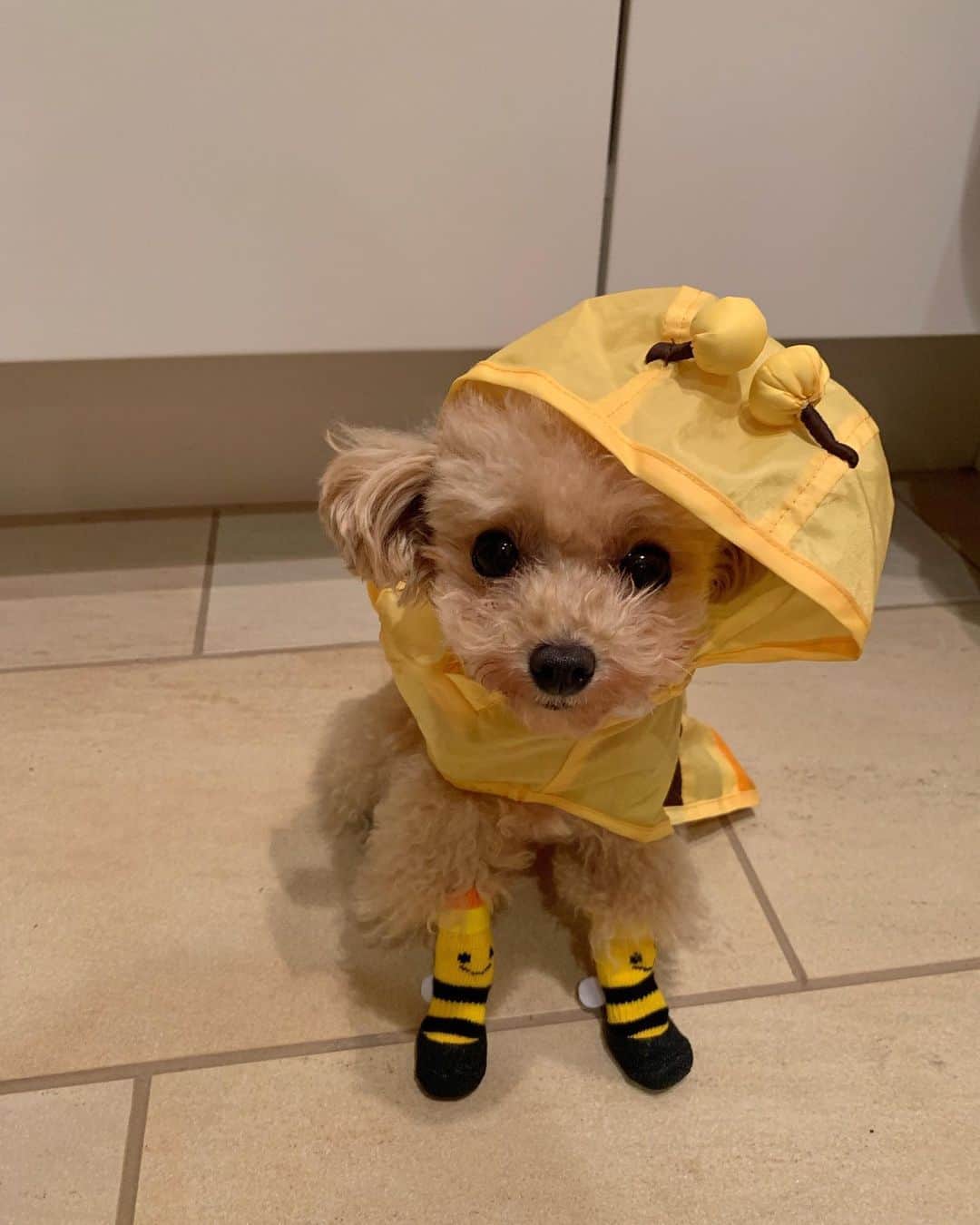 megbabyのインスタグラム：「散歩いこうとおもうと雨☔️🥺ぱぶたん外好きだからハチさん買ってあげた💛 @queen_of_pablo 🐝💛」